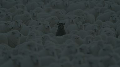 Black sheep among white sheep.
