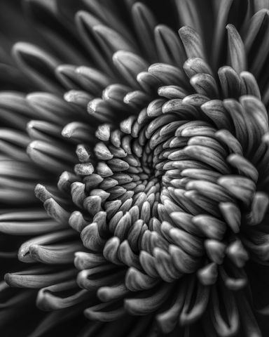 A closeup of a flower.